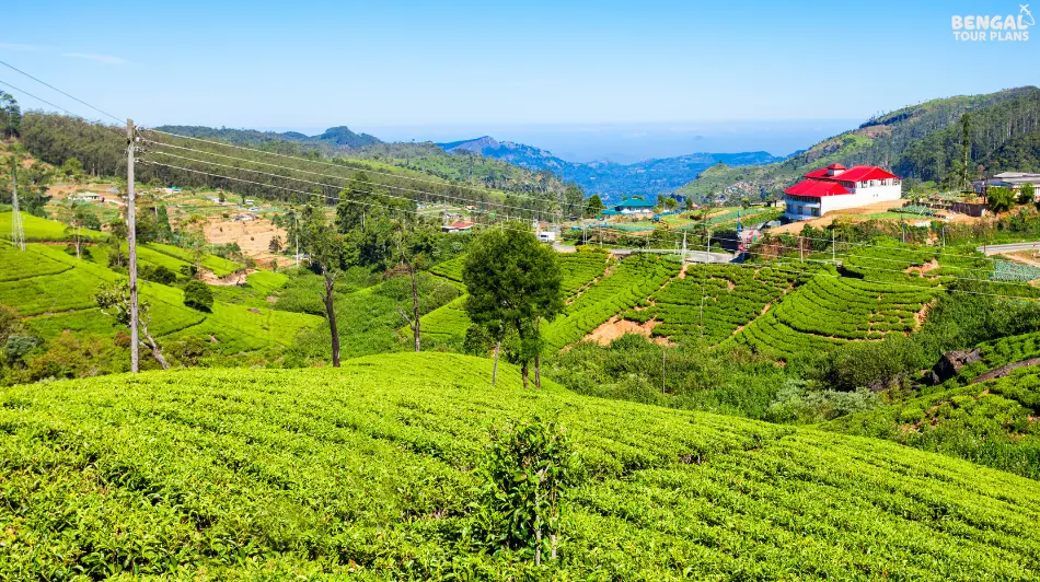 Nuwara Eliya Tea Plantation during Sri Lanka Tour from Kolkata